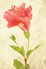 Image showing Background with pink hibiscus
