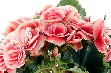 Image showing Pink begonia flowers