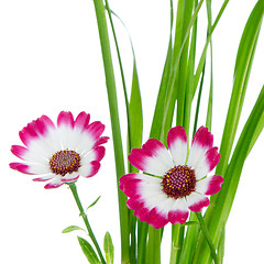 Image showing Beautiful pink flowers and green grass