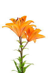 Image showing Orange lily flowers