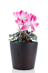 Image showing Beautiful pink Cyclamen flower