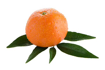 Image showing Fresh orange mandarin