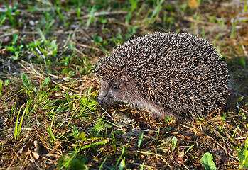 Image showing Hedgehog