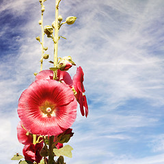 Image showing Red flower blossom