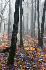 Image showing Autumnal misty morning in the forest