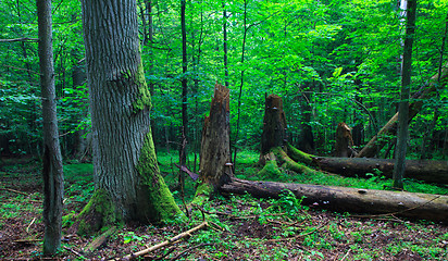 Image showing Huge old oak tree moss wrapped