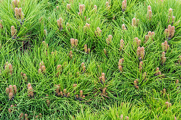 Image showing Needles of dwarf pines.