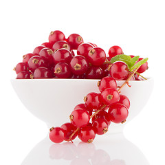 Image showing Red Currants