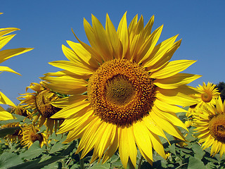 Image showing Sunflower