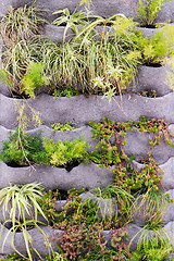 Image showing Beautiful vertical garden