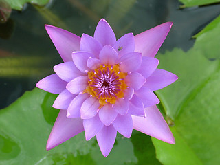 Image showing Water Lilly