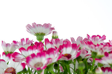 Image showing Beautiful pink flowers and green grass