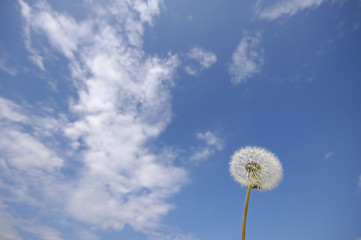 Image showing Dandelion