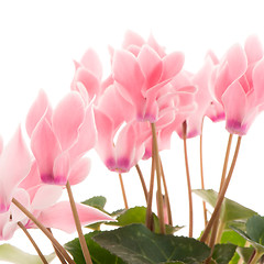 Image showing Beautiful pink Cyclamen flower