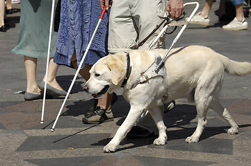 Image showing Guide dog