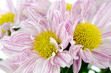 Image showing Beautiful Chrysanthemum flowers 