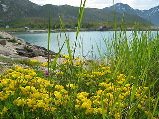Image showing Bjarkøy