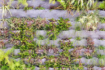 Image showing Beautiful vertical garden