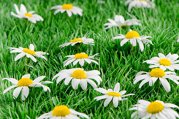 Image showing Daisies on grass