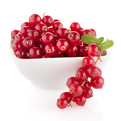 Image showing Red Currants