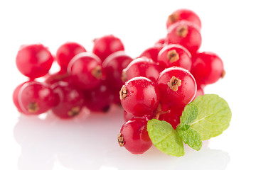 Image showing Red Currant