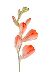 Image showing Orange lilies