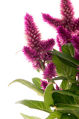 Image showing Cockscomb celosia spicata plant