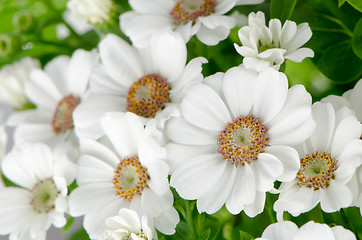 Image showing Beautiful Chrysanthemum flowers 