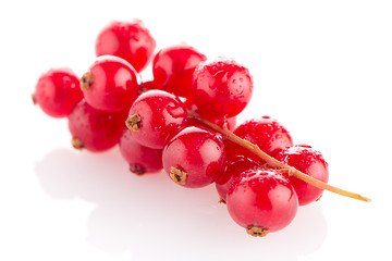 Image showing Red Currant