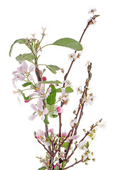 Image showing Closeup of Apple blossoms