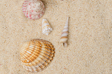 Image showing Conchs and shells 