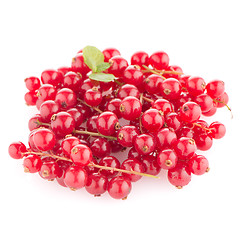 Image showing Red Currants