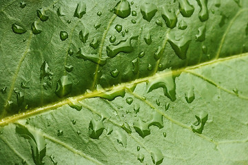 Image showing Macro of evergreen leaf with water drops