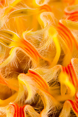 Image showing Pincushion Protea