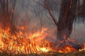 Image showing fire