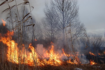 Image showing fire