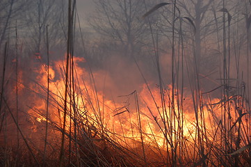 Image showing fire