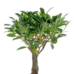 Image showing Chinese green bonsai tree