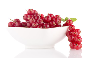 Image showing Red Currants