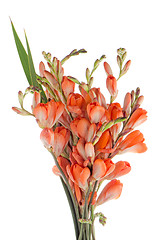 Image showing Lilies