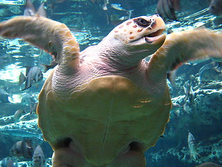 Image showing Sea Turtle