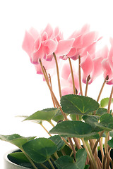 Image showing Beautiful pink Cyclamen flower