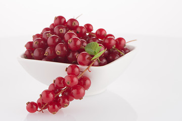 Image showing Red Currants