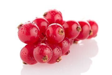 Image showing Red Currant