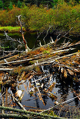Image showing Driftwood in a river