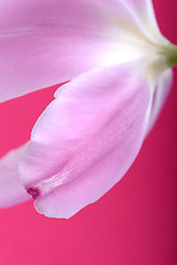 Image showing Close up of Pink tulips in the red background
