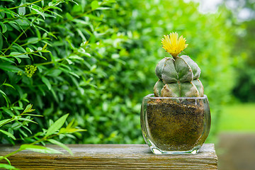 Image showing Astrophytum myriostigma cactus with a yellow flower