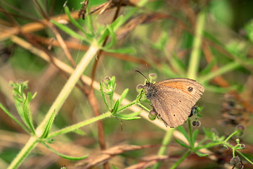 Image showing Aphantopus hyperanthus butterfly on a leaf