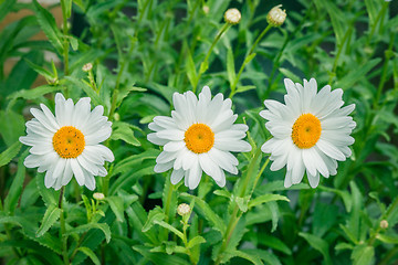 Image showing White marguerites on a row