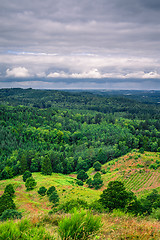 Image showing Landscape with pine trees in cloudy weather